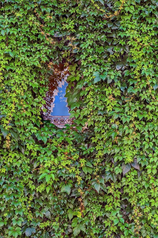 Facade with overgrown window and common Parthenocissus inserta, also known as five-leaved Wild Vine (Parthenocissus inserta), Kemptem. Allgäu, Bavaria, Germany, Europe
