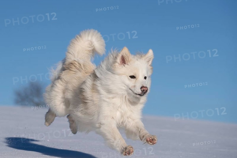 Running Icelandic dog in the snow