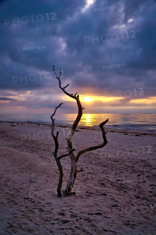 Sunset on the beach of the Baltic Sea. Love tree, shrub in the sand on the west beach. Cloudy sky. Landscape on the coast