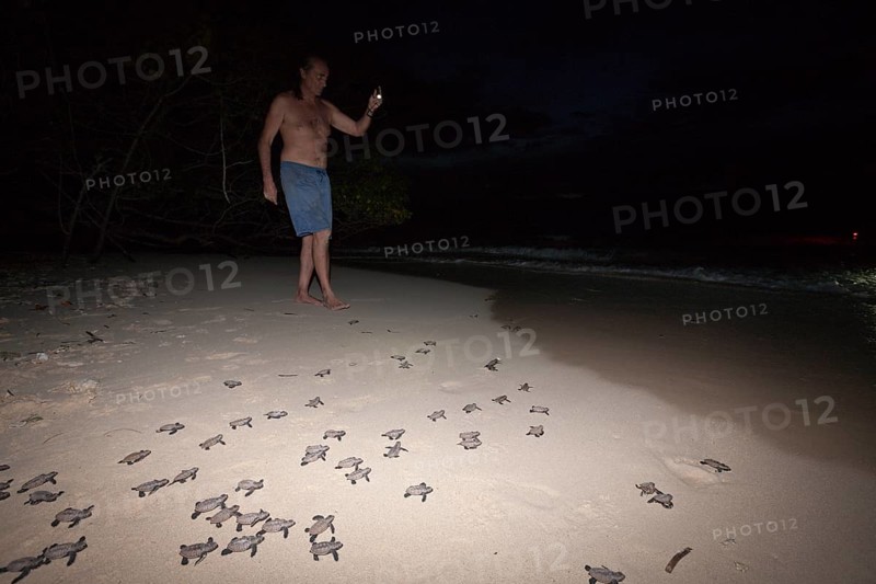 Hawksbill sea turtles hatchlings are released into the sea, Eretmochelys imbricata, New Ireland, Papua New Guinea, Oceania