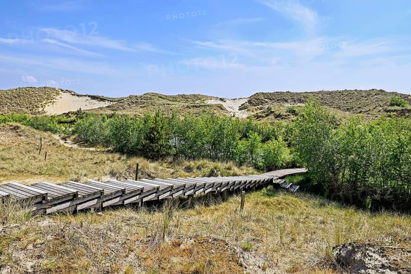 Boardwalk in the Amrum dunes nature reserve near Wittdün, Amrum, North Frisian Island, North Frisia, Schleswig-Holstein, Germany, Europe