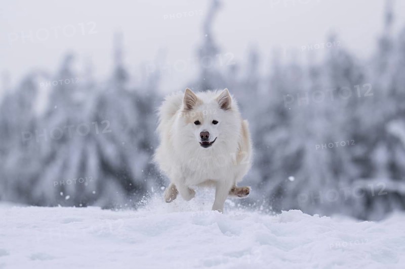 Snow walk