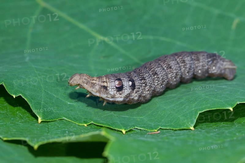 Small elephant hawk-moth, Deilephila porcellus, Small Elephant Hawk moth