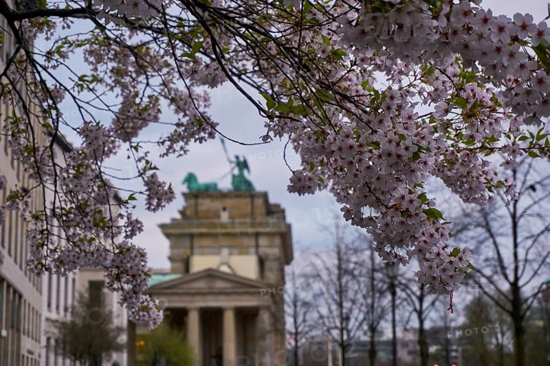 View of the Brandenburger Tor between flowers in Berlin, Germany, Europe