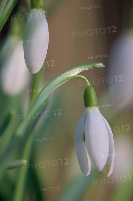 Close-up of common snowdrops (Galanthus nivalis)