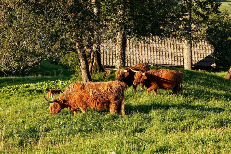 Highland cattle, Kyloe, Highlands, on the pasture, Hinterzarten, Baden-Württemberg, Black Forest, Germany, Europe