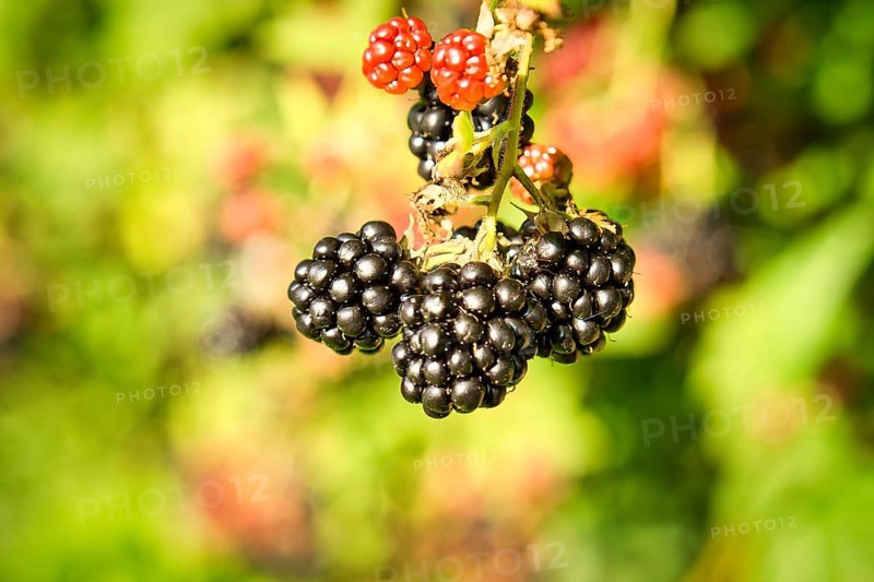 Blackberry on the branch. Ripe fruit. Fruit rich in vitamins. Close up of a food. Blurred background