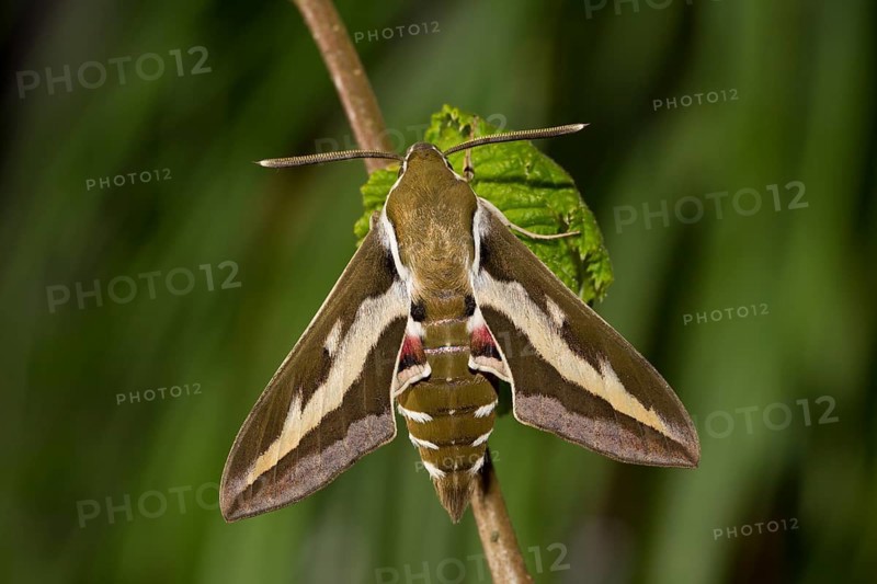Bedstraw hawk-moth, Hyles gallii, bedstraw hawk-moth