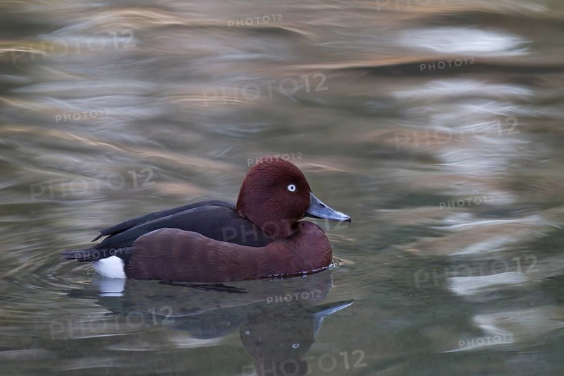 Moorente, Aythya nyroca, ferruginous duck