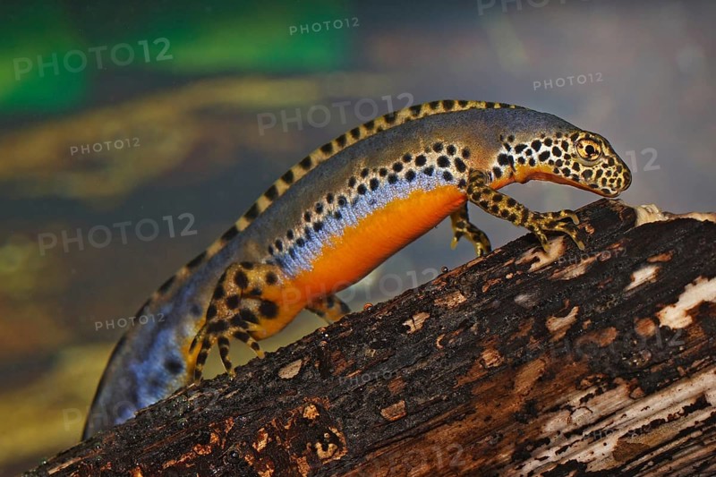 Male alpine newt, Ichthyosaura alpestris, Syn.: Triturus alpestris, alpine newt, male