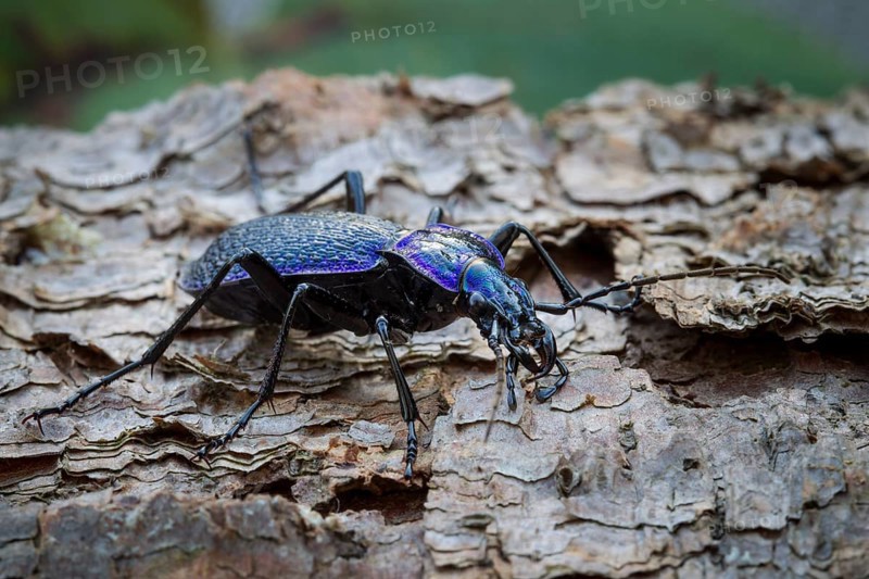 Blue-violet wood ground beetle, Carabus problematicus, beetle