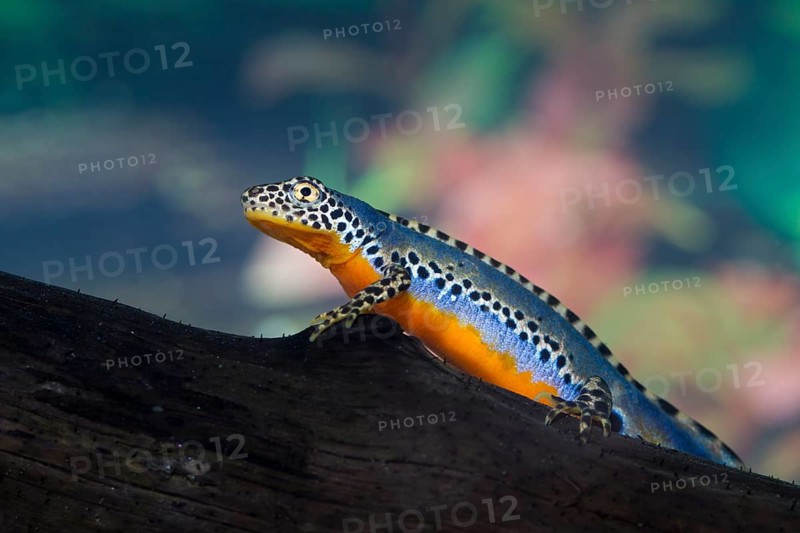 Alpine newt, Triturus alpestris
