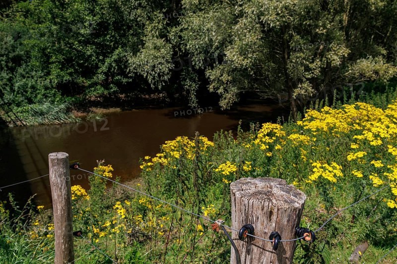 Quiet riverbank with wild yellow flowers and an old wooden fence in front of densely overgrown trees, Bad Lippspringe, Germany, Europe