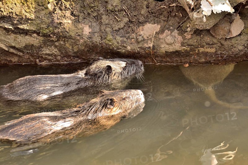 2 Swimming nutria
