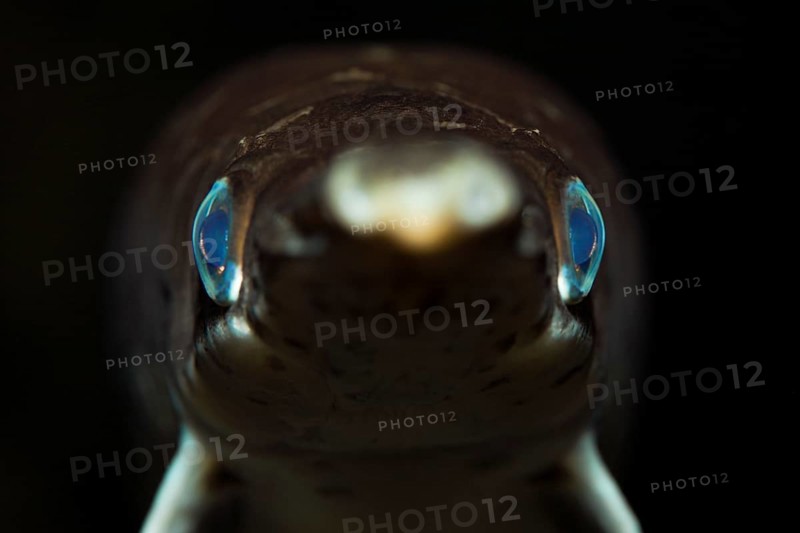 Spotted gar, caiman fish, Lepisosteus oculatus, Florida, USA, North America