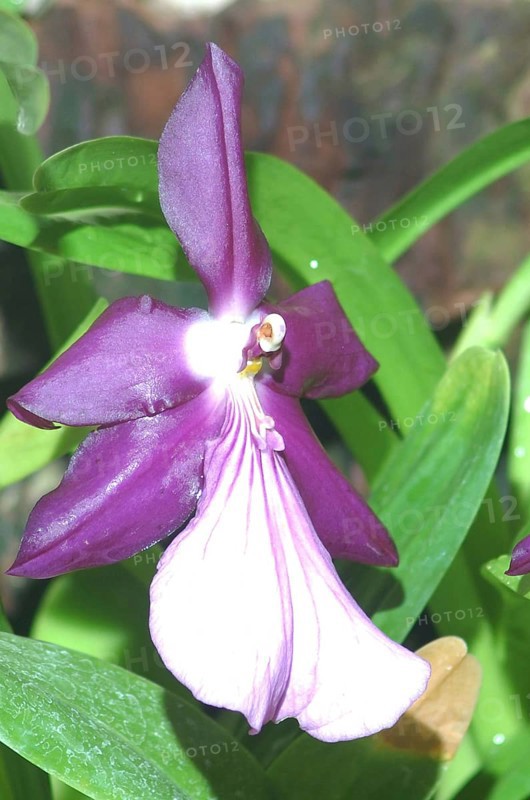 Purple orchid, probably Miltonia spectabilis