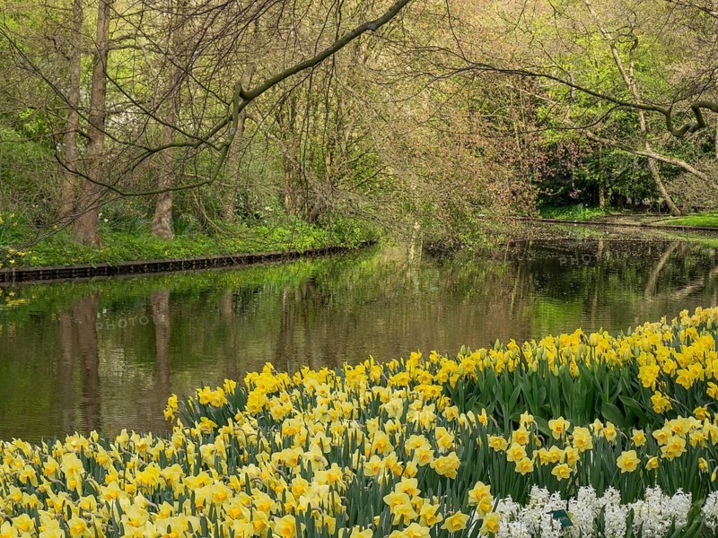 Wild daffodils line the banks of a river, surrounded by tall trees in a spring landscape, Amsterdam, Netherlands