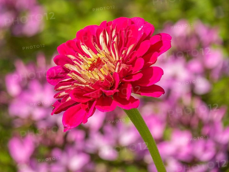 Bright red flower protrudes prominently from a pink-tinted summer garden, Bad Lippspringe, Germany, Europe