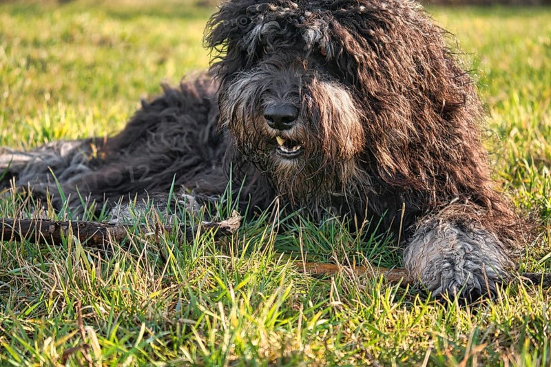 Black Goldendoodle lying on the lawn with stick. Faithful companion, which is also suitable as a therapy dog. Pet photo of a pet