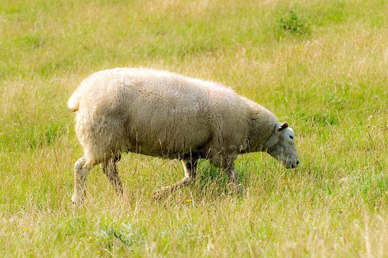 Young sheep on a dyke top with green grass in front of a blue sky