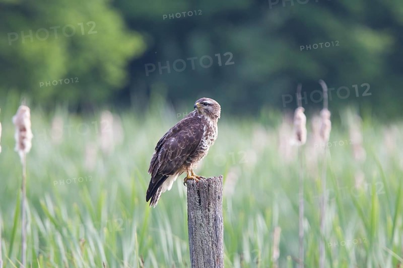 Buzzard, Buteo buteo, Common Buzzard