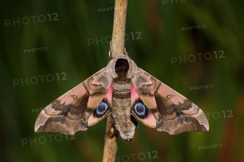 Evening peacock-eye, Smerinthus ocellata, eyed hawk-moth