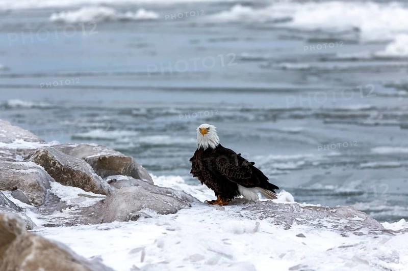 The Bald eagle sitting on the shores of Lake Michigan