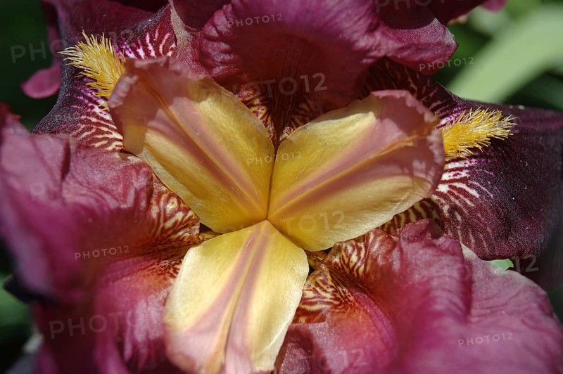 Centre of purple and yellow iris