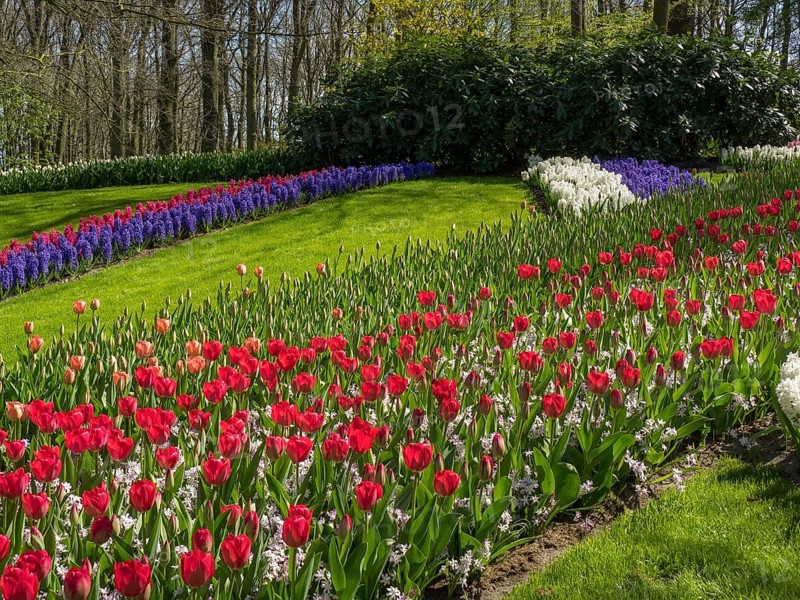 A flower bed with red tulips and blue hyacinths on a green meadow near a forest, Amsterdam, the Netherlands