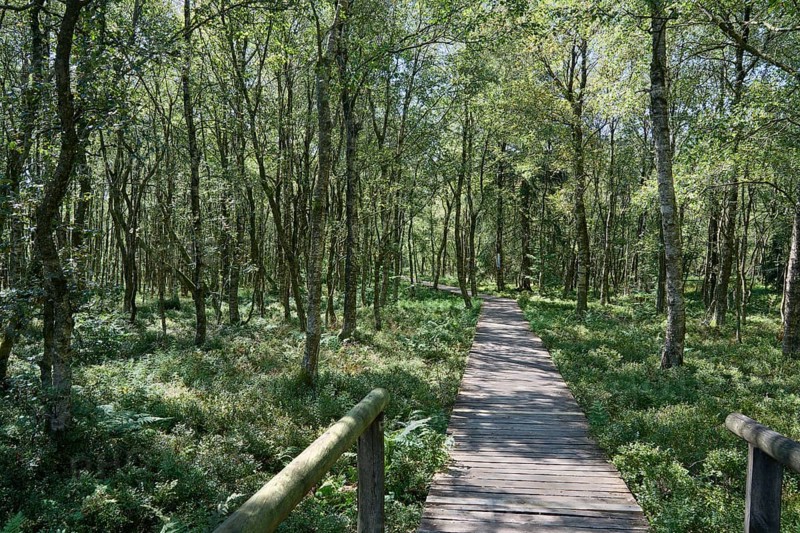 Plank path through the Carpathian birch forest, Rotes Moor, Rhön Biosphere Reserve, Hesse, Germany, Europe