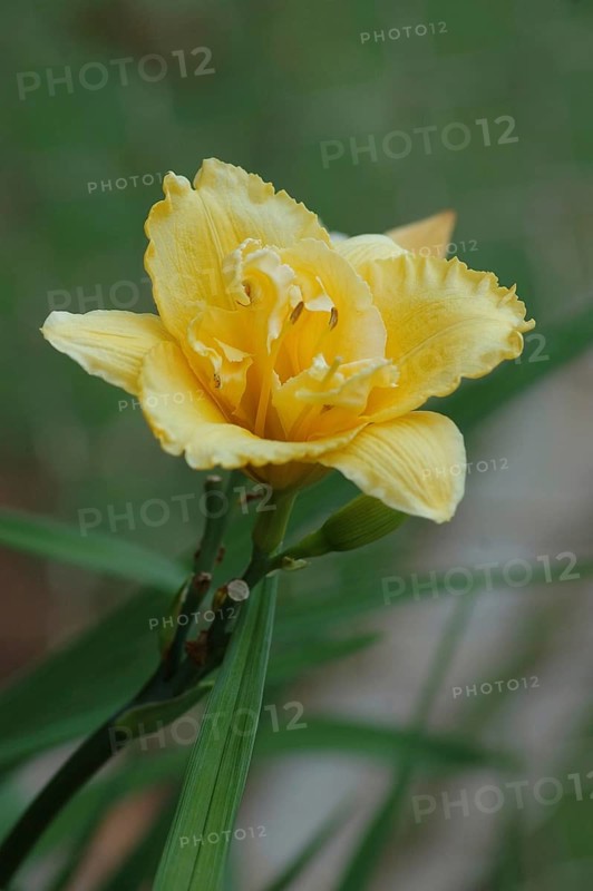Single yellow lily in garden setting