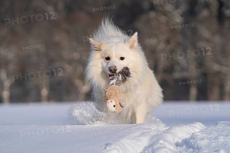 Retrieving Icelandic dog in the snow, trees in the background