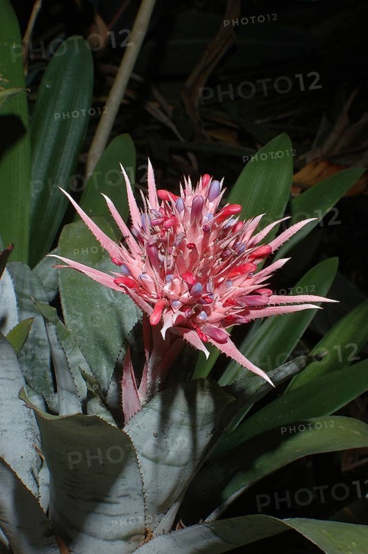 Single pink Aechmea fasciata flower