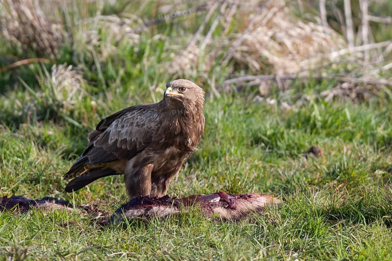 Lesser spotted eagle, Aquila pomarina, lesser spotted eagle