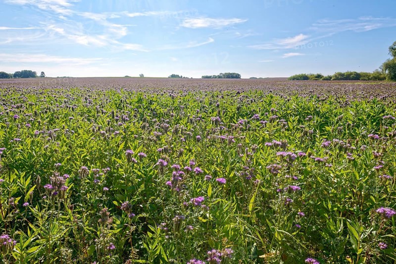 Field meadow with phacelia (bee pasture, bee friend, tufted beauty or tufted flower) in the midday sun, Mühlenteich, Wismar, Mecklenburg-Vorpommern, Germany, Europe