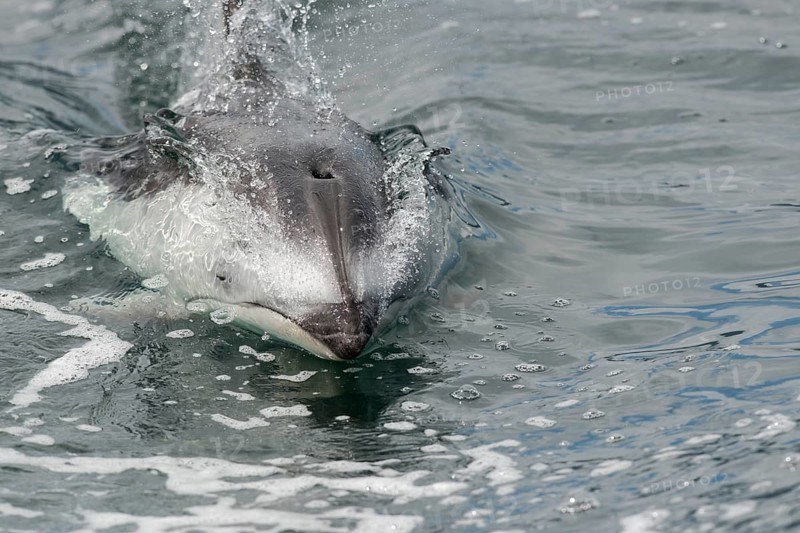A white-striped dolphin breaks through the surface of the water to catch its breath