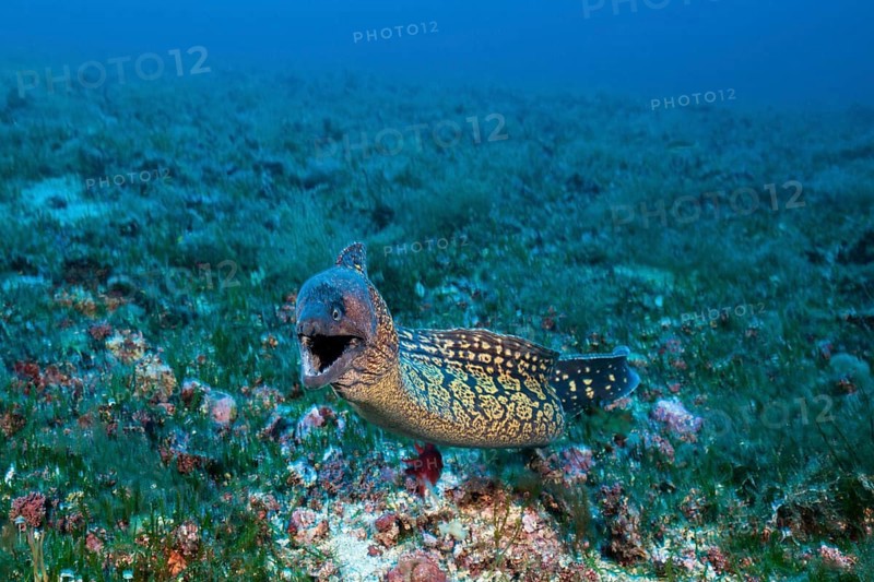 Mediterranean moray eel, Muraena helena, Vis Island, Mediterranean Sea, Croatia, Europe