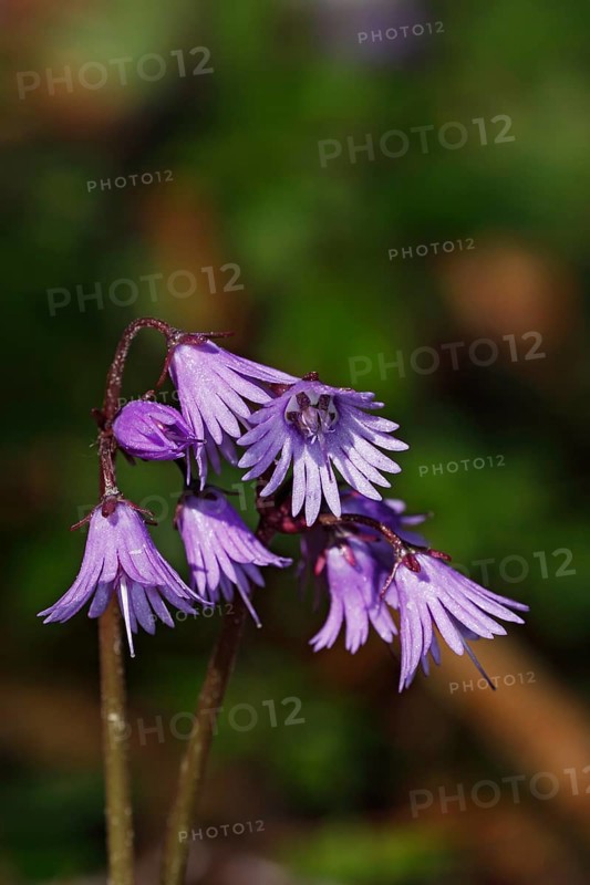 Wald-Soldanelle, Soldanella montana, flower
