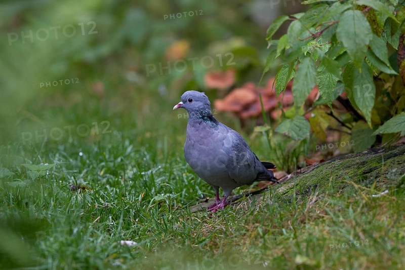 Stock Dove, Columba oenas, Stock Dove