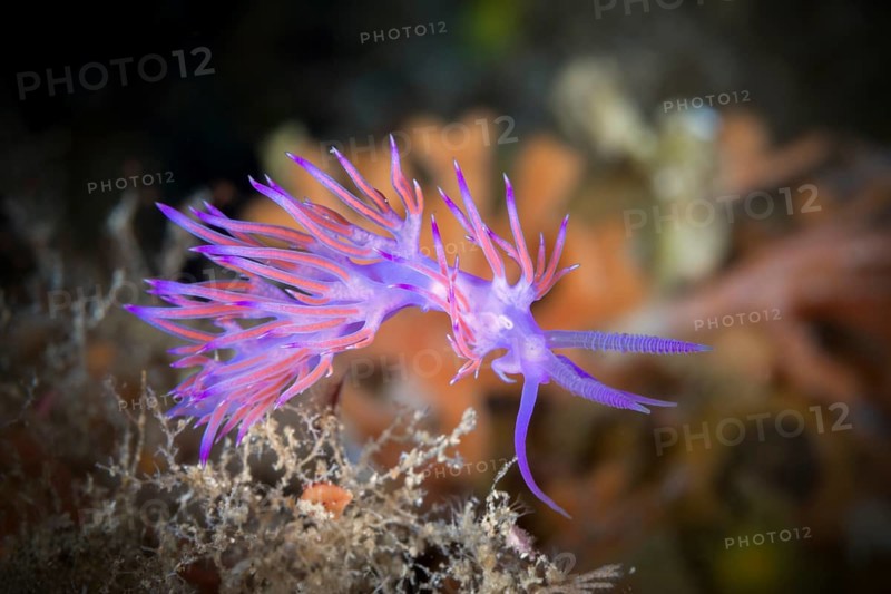 Purple thread snail, Flabellina affinis, Vis Island, Mediterranean Sea, Croatia, Europe