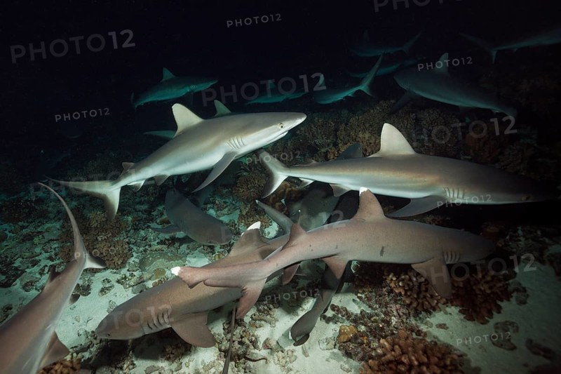 Grey reef sharks hunting at night, Carcharhinus amblyrhynchos, Fakarava, Tuamotu Archipelago, French Polynesia, Oceania