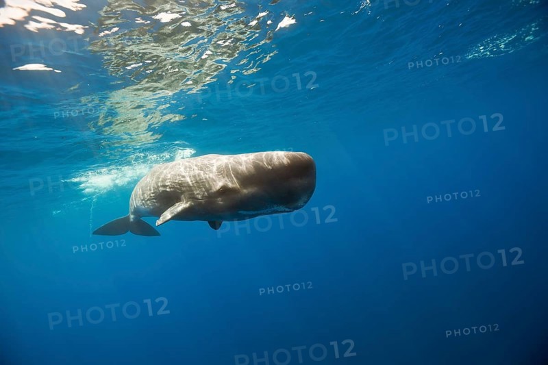 Sperm whale, Physeter catodon, Lesser Antilles, Caribbean, Dominica, Central America