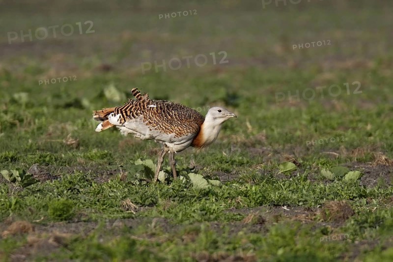 Great bustard, Otis tarda, great bustard
