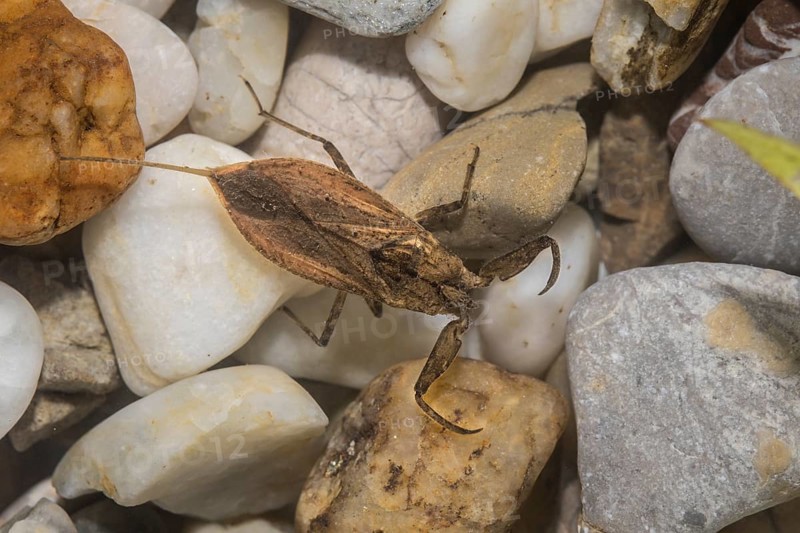 Water bug, Nepomorpha