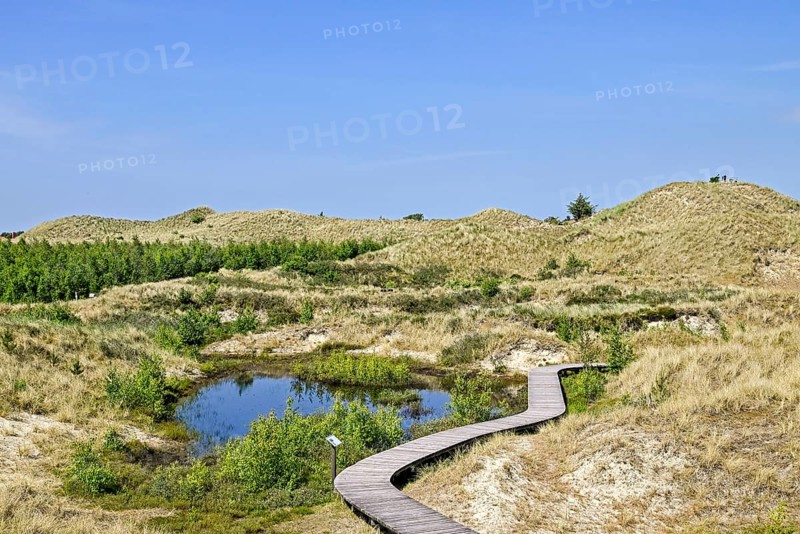 Boardwalk in the Amrum dunes nature reserve near Wittdün, Amrum, North Frisian Island, North Frisia, Schleswig-Holstein, Germany, Europe