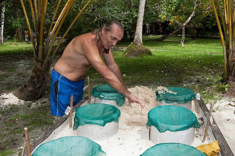 Turtle breeding centre, New Ireland, Papua New Guinea, Oceania