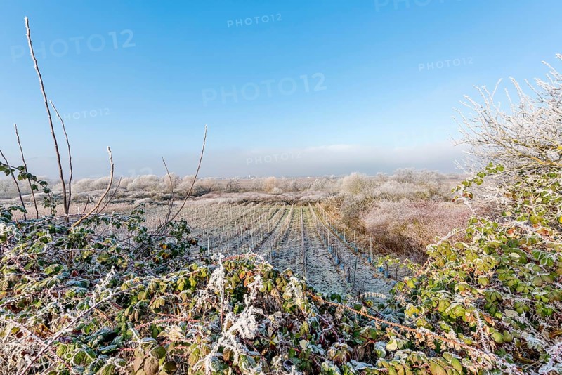 Icy field of vines framed by trees and bushes in front of a blue sky with text space