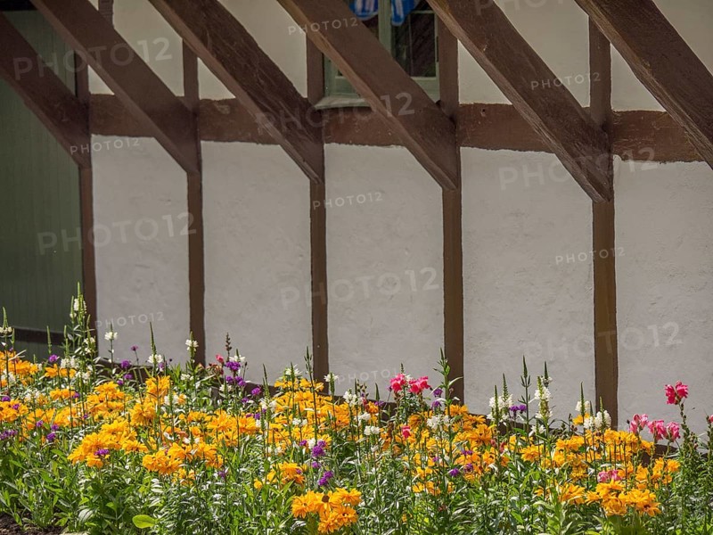 Flower bed in front of a rustic half-timbered house with colourful pink and yellow flower-bed, supported by wooden beams, ystad, sweden, baltic sea, scandinavia