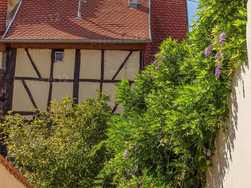 Close-up of a half-timbered house with lush green vegetation covering the façade, Weissenburg, Alsace, France, Europe