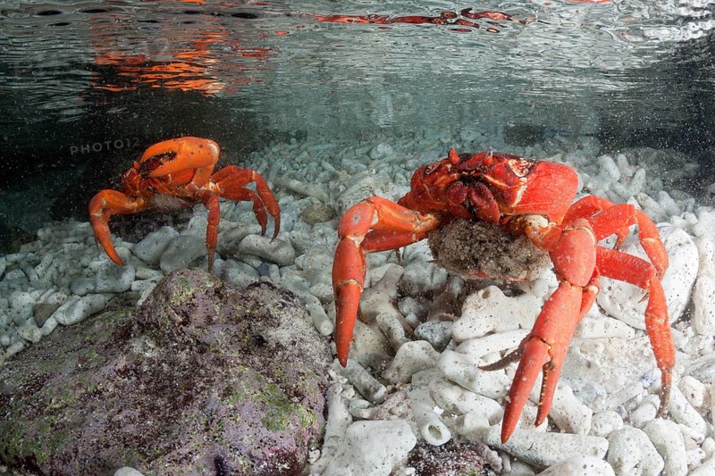 Christmas Island crab lays eggs in the sea, Gecarcoidea natalis, Christmas Island, Australia, Asia